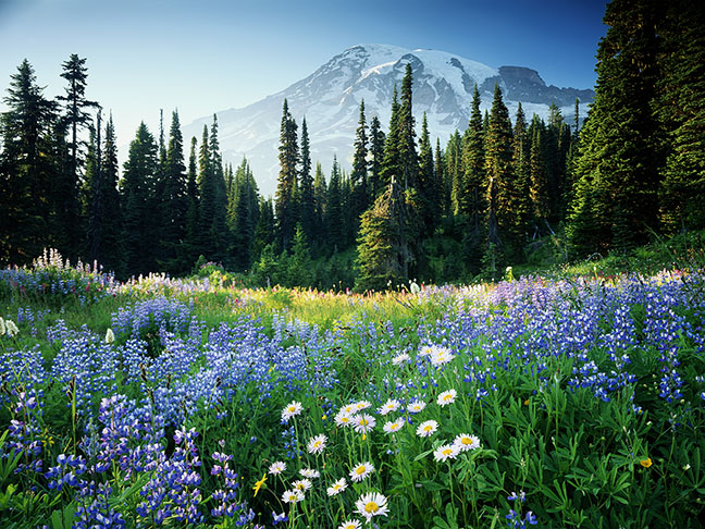 Field of wild flowers in front of snow capped mountain
