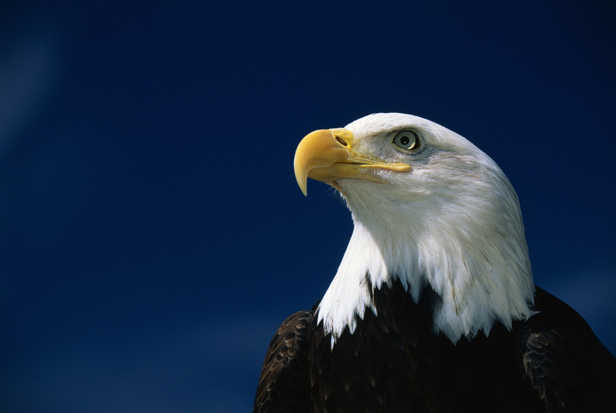 Eagles on a tree