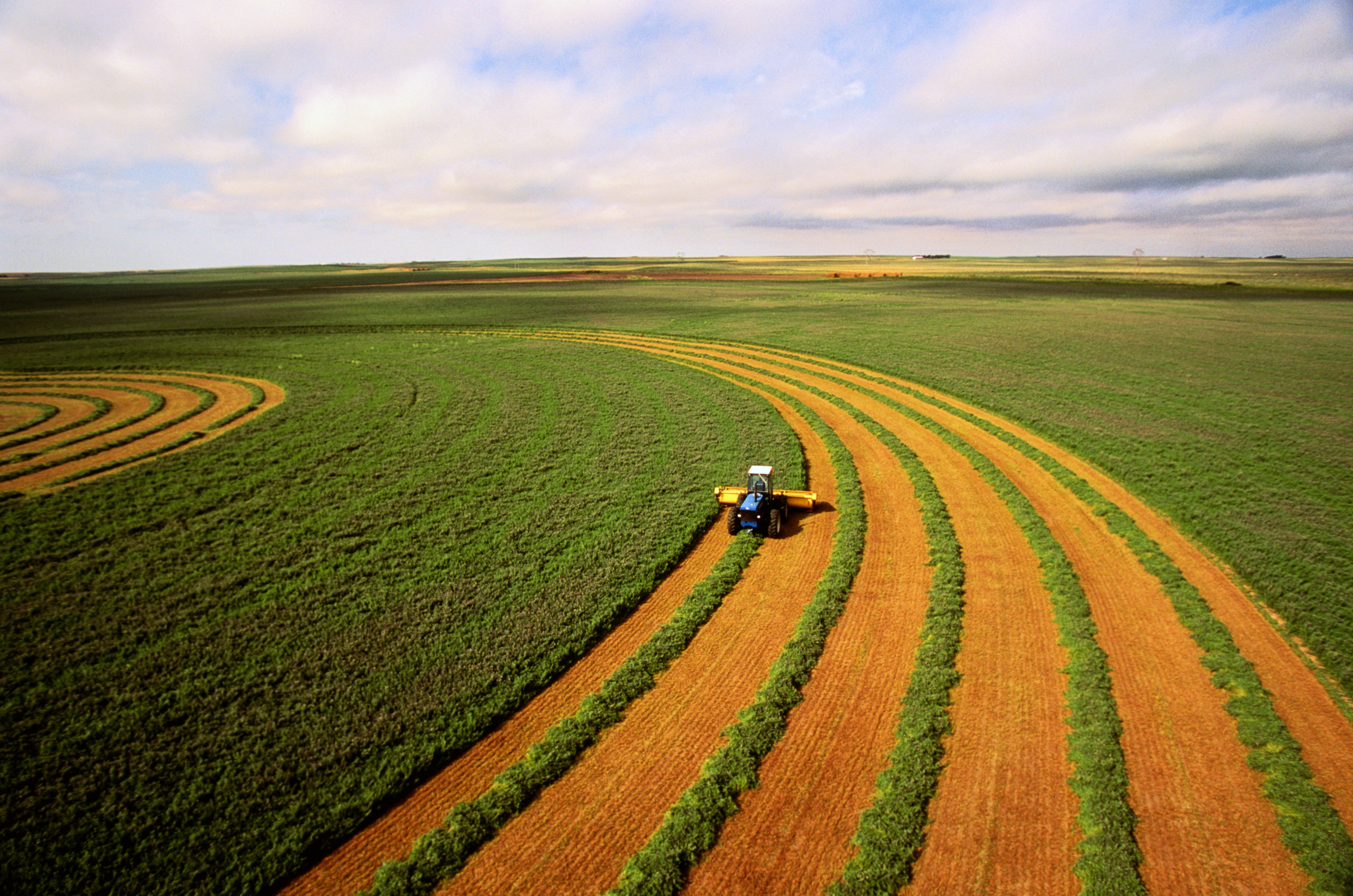 Combine harvester moves along creating rows in a large green field.