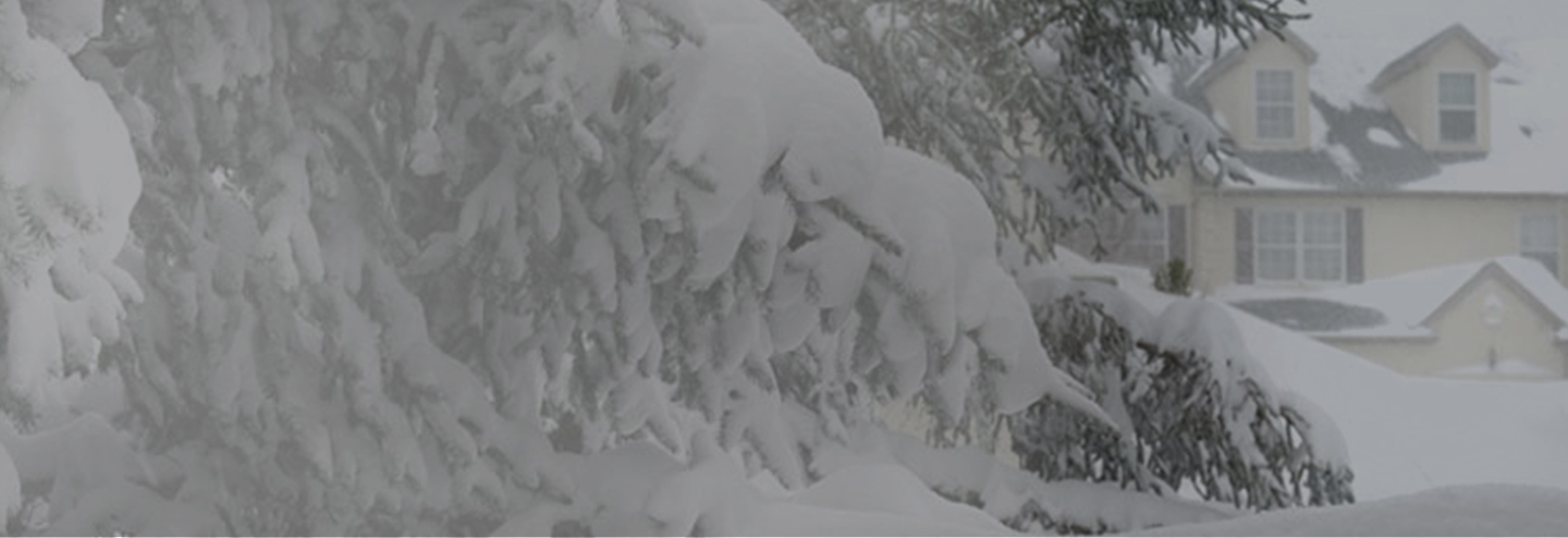 Snow covers a pine tree in a residential neighborhood.