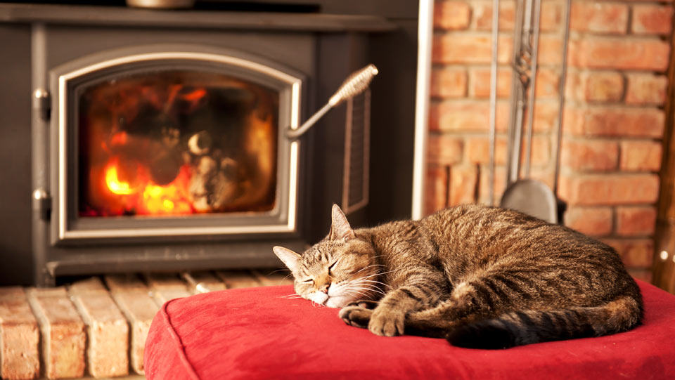 Cat sitting in front of a wood stove.