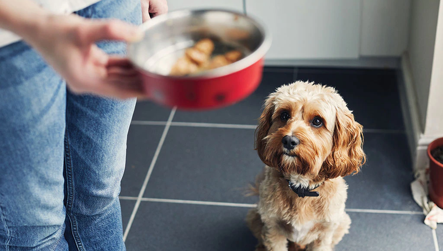 A dog waiting patiently for food in the hands of their owner