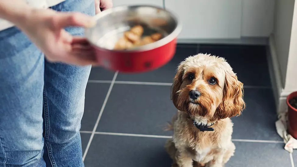A dog waiting patiently for food in the hands of their owner.