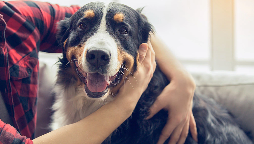 A person embracing a healthy Saint Bernard dog.