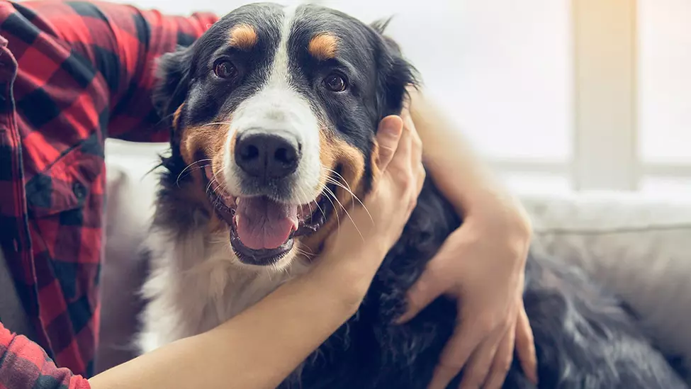 A person embracing a healthy Saint Bernard dog.