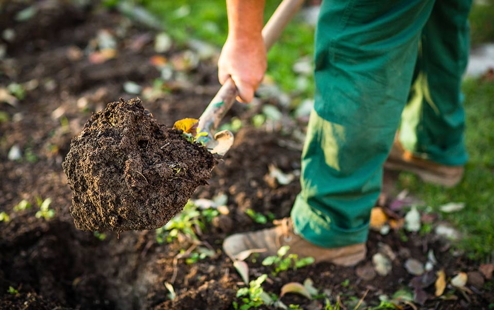 Person holding shovel full of dirt.