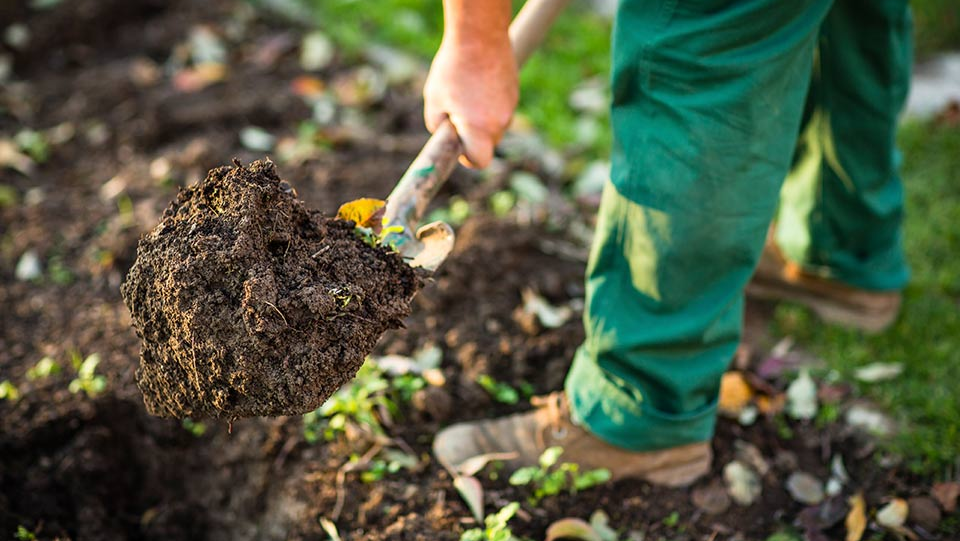 Person holding shovel full of dirt.