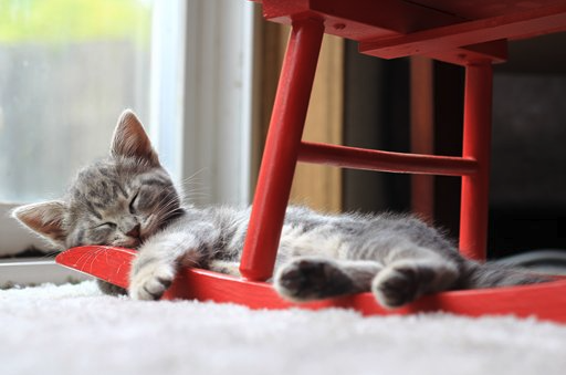 Cat under table