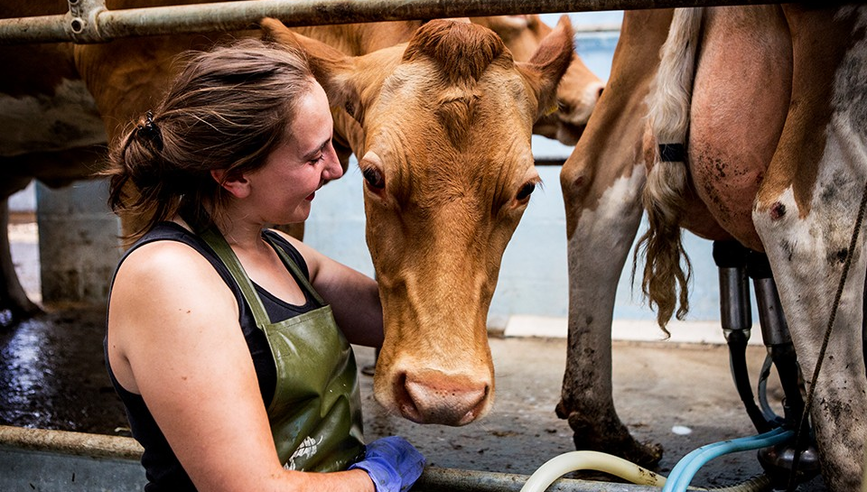 Woman caring for horses as part of her agribusiness.