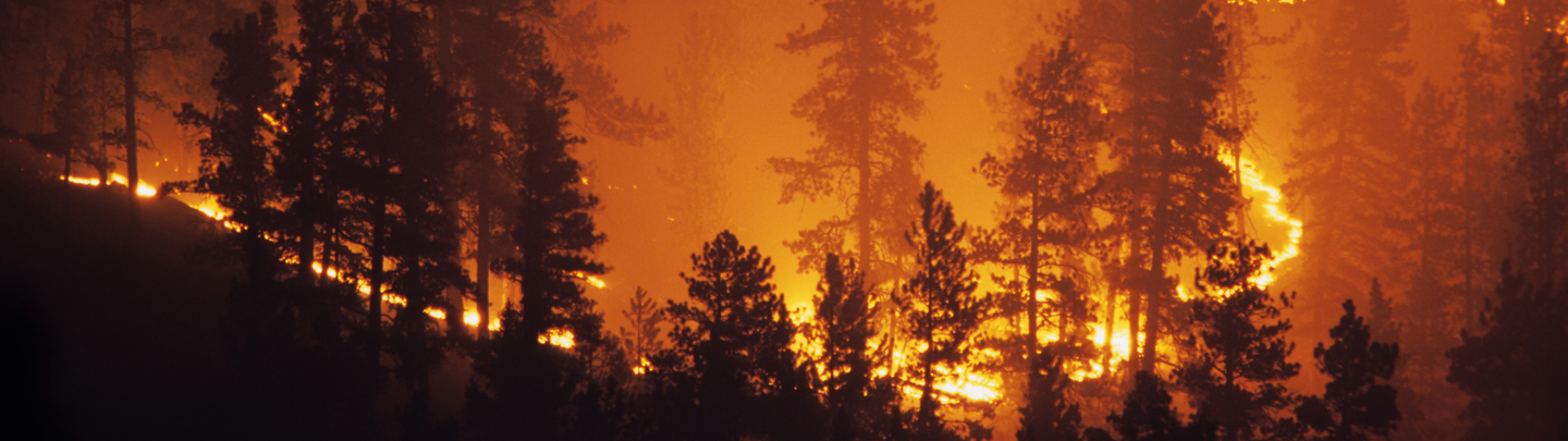 night view of wildfire running through the forest