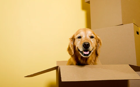 Dog sitting in cardboard box with bright yellow background.