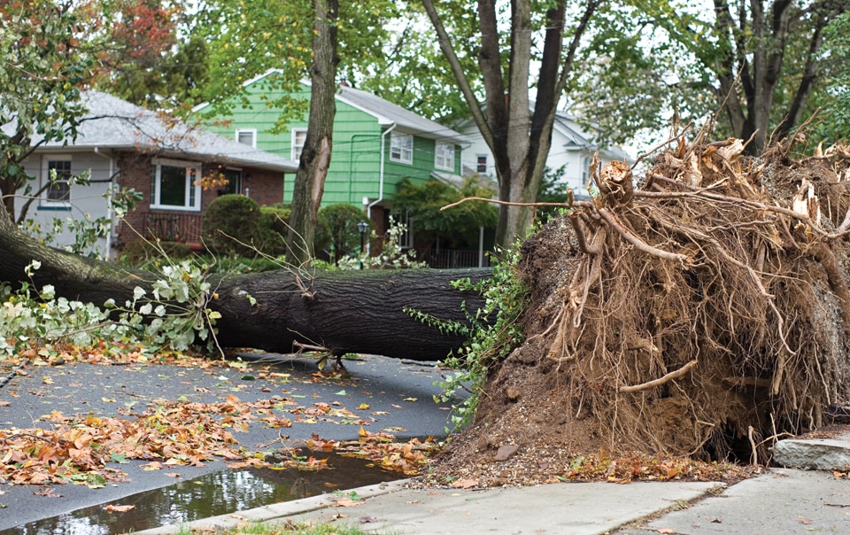 Fallen tree in front of house.
