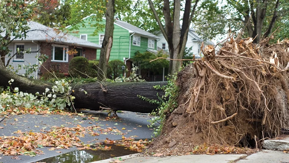 fallen tree in front of a house