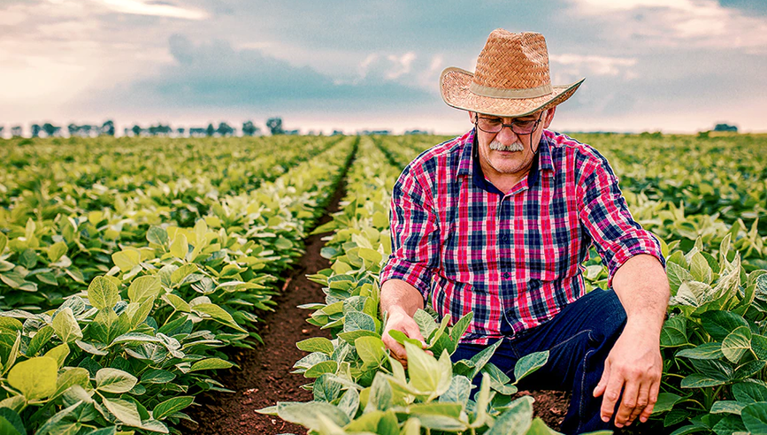 Farmer sitting in field examining his crops. 