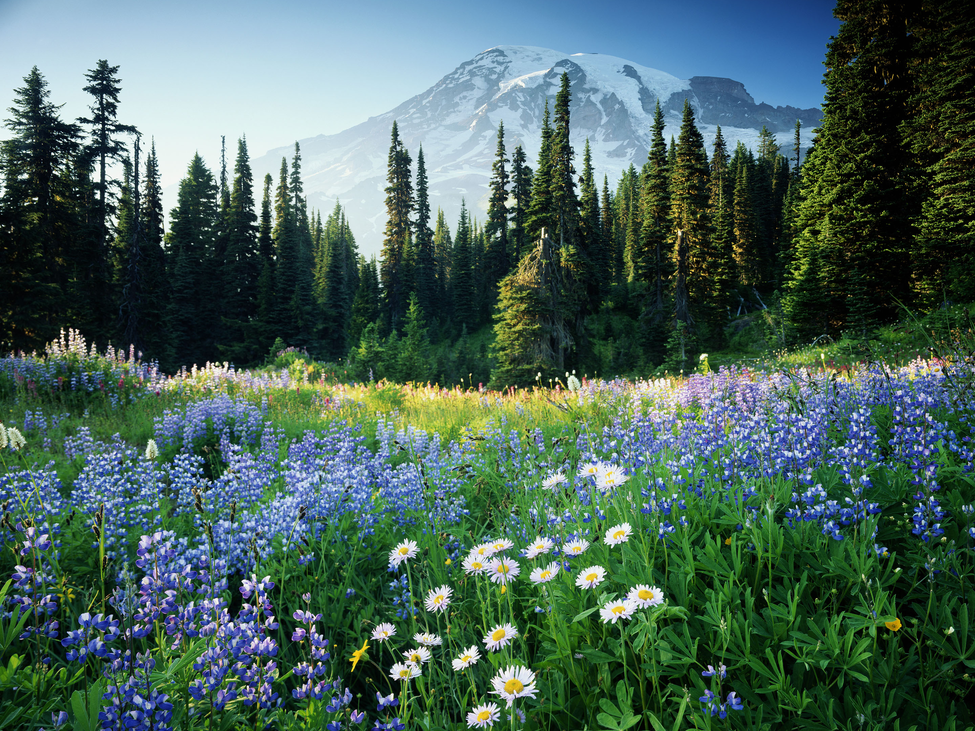 A field of flowers and trees with a mountain peak in the background.