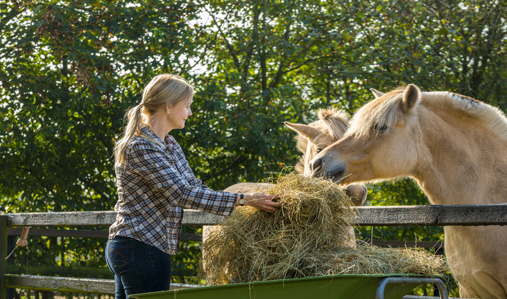 Woman feeding horses hay.