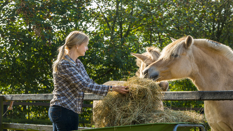 Woman feeding horses hay.