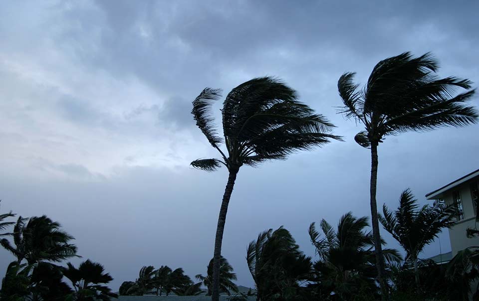 hurricane blowing trees.