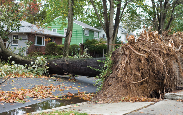 Tree fallen on road.