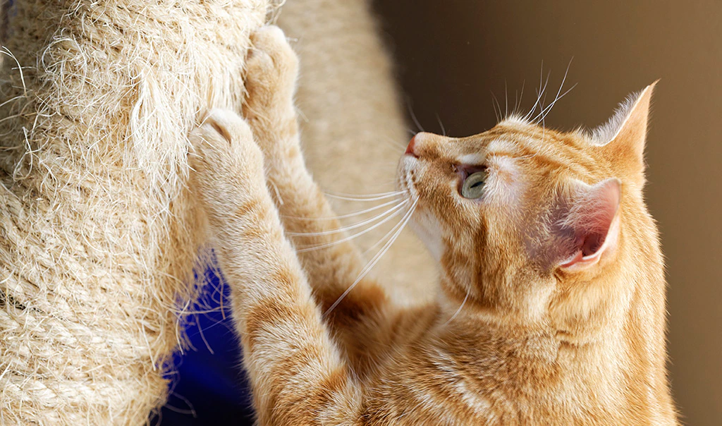 Image of orange and white tabby cat scratching at a cat scratching post.
