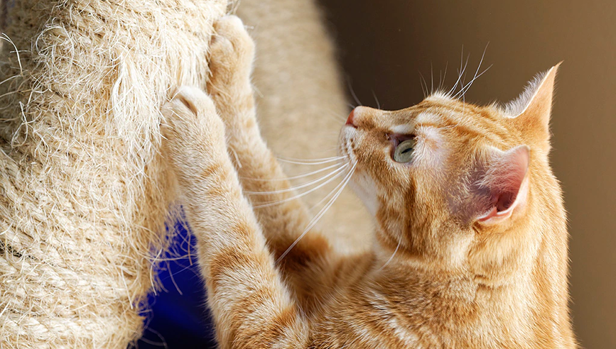 Image of orange and white tabby cat scratching at a cat scratching post.