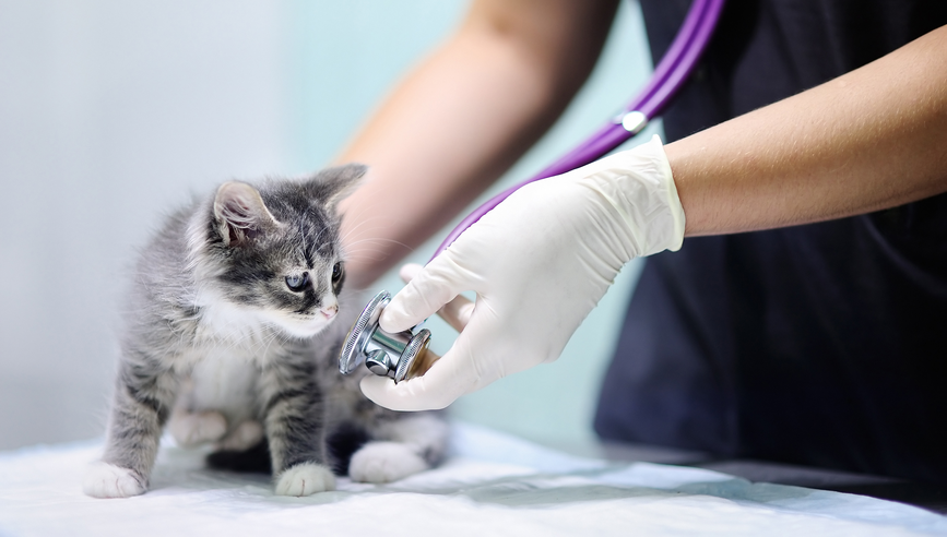 Kitten receiving a check up at the vet.