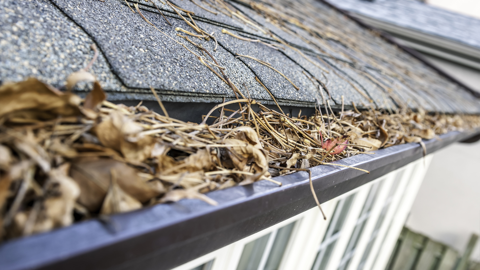 Dirty gutters that need to be cleaned in fall.