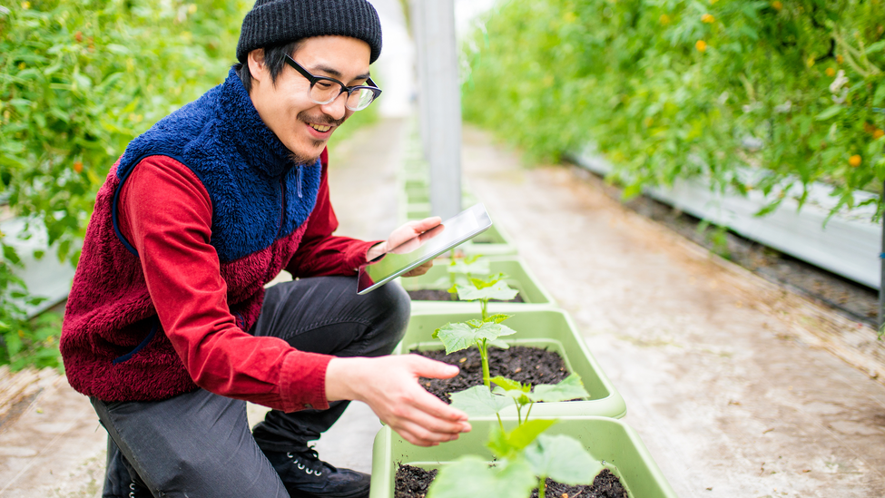 A gardener checks his crops in a large greenhouse.