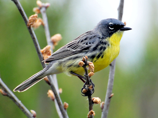 Grey, blue bird with yellow chest. A Kirtland Warbler perched on a tree branch.