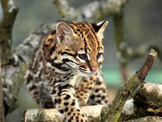 Ocelot walking over tree branches.