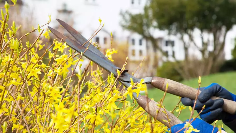 Cutting bushes as part of spring home maintenance.