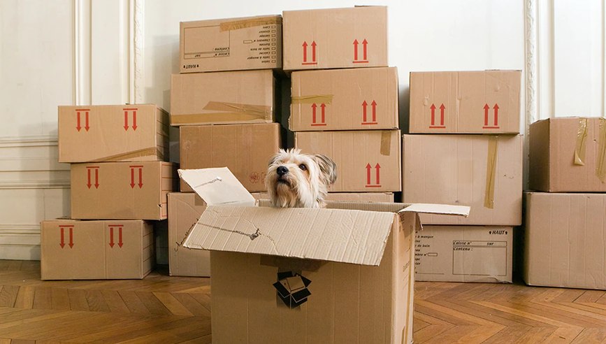 Small dog with their head showing out of moving box.