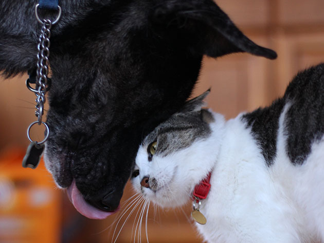 Dog touching noses with a white and grey short haired cat.