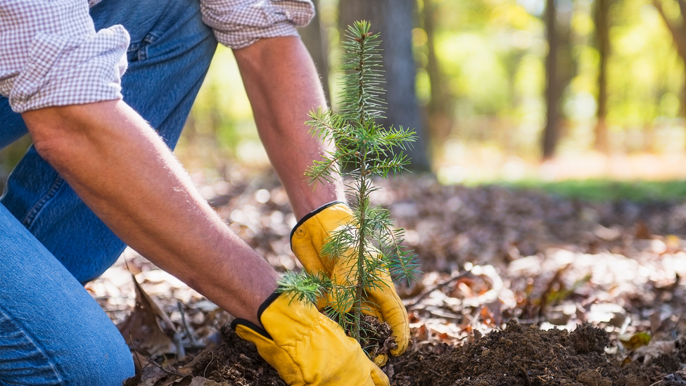 planting-new-tree-in-woods.jpg