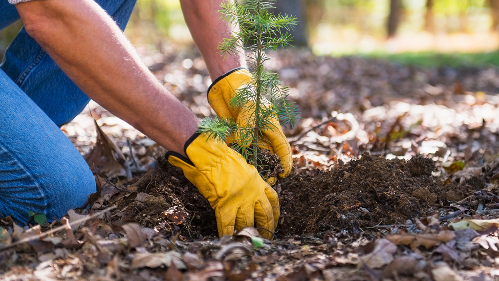 Person wearing yellow gloves planting a tree.