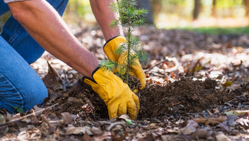 Person wearing yellow gloves planting a tree.