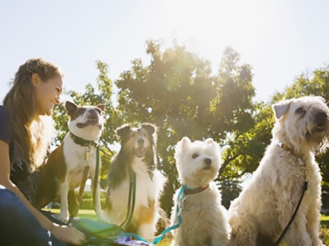 Owner of animal business sitting, smiling with four dogs outside.