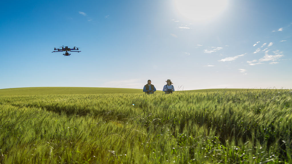 Two farmers in a field flying a drone.