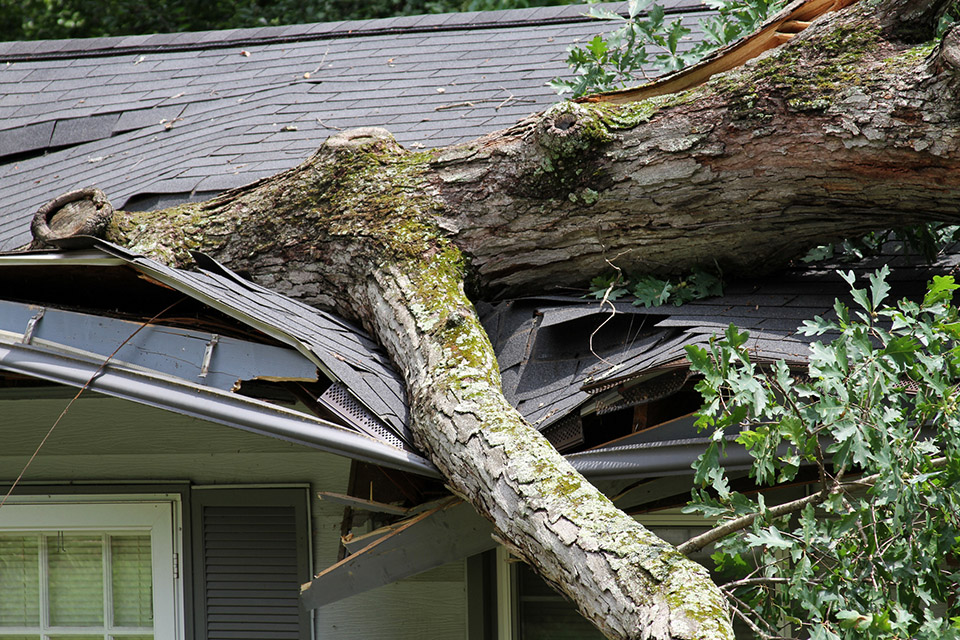 A large tree that fell on the roof of a house.