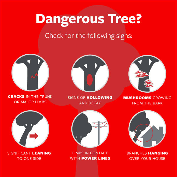 Dangerous Trees, see details below.