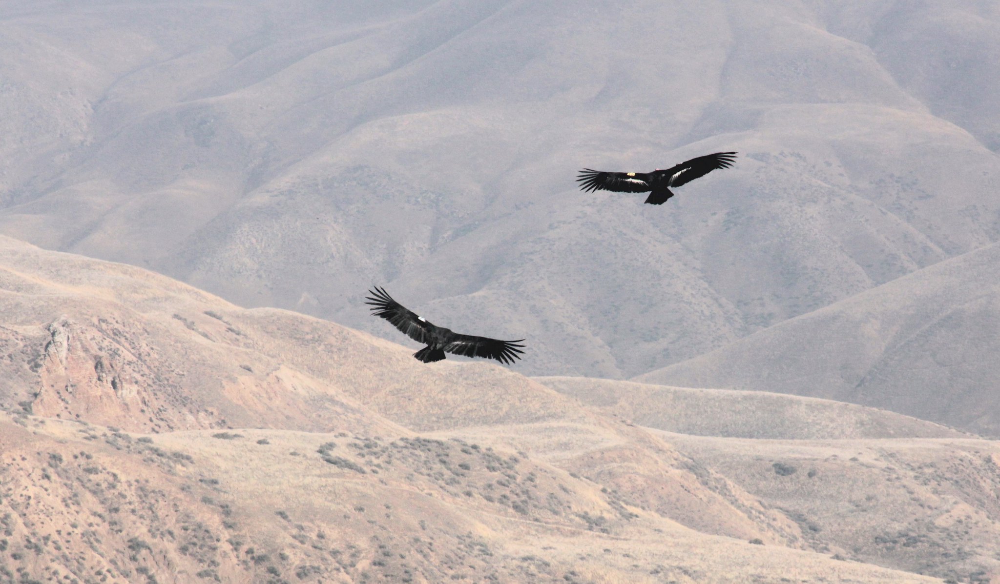 Photo of two condors flying over mountains