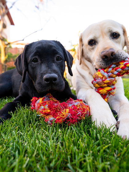 Labrador retriever dogs looking at camera while they are chewing a rope toy in backyard