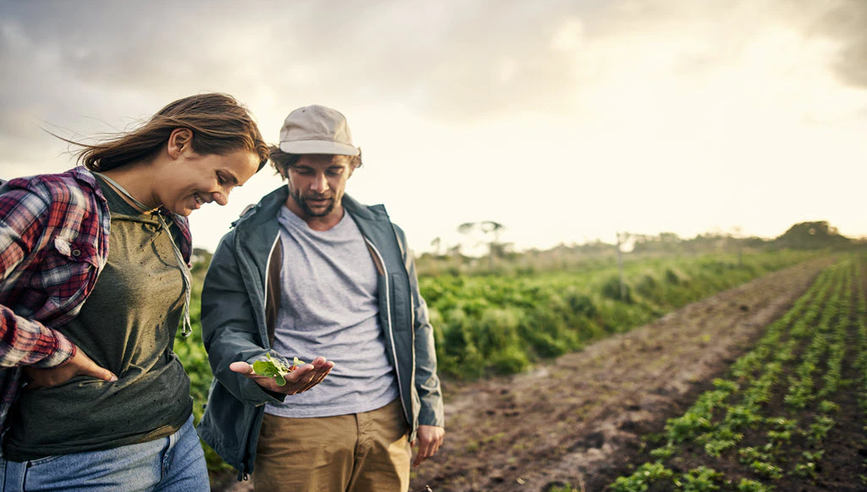 Two farmers looking at crops in field.