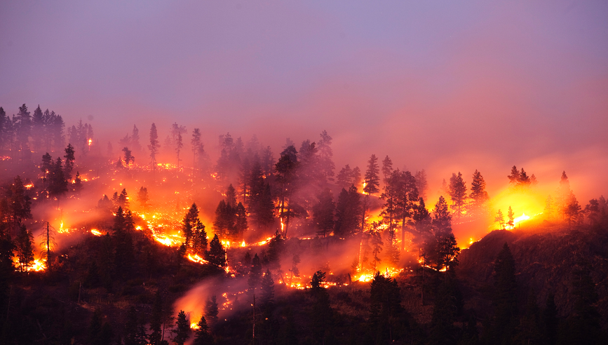 Wildfire in forest at night.