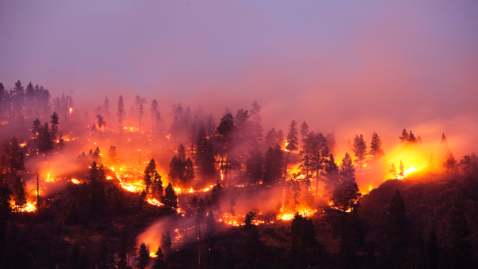 Wildfire in forest at night.