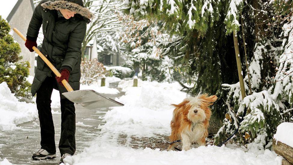 Person shoveling snow in driveway with dog.