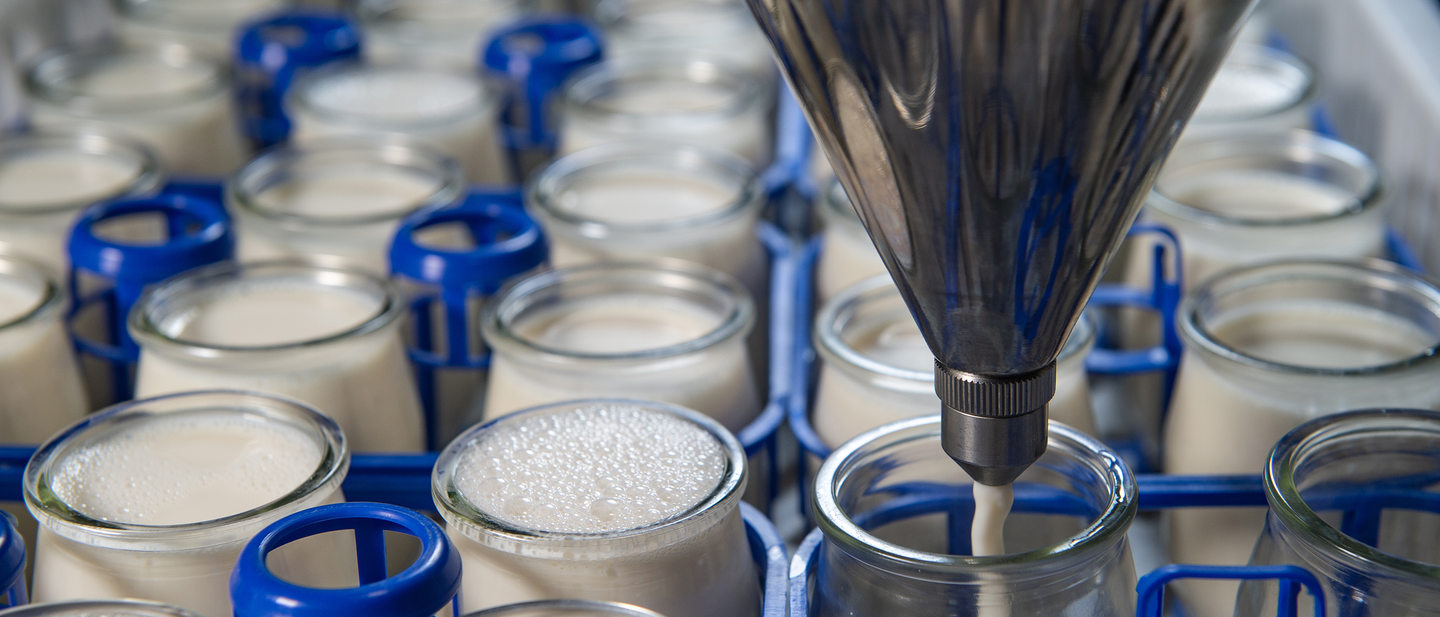 Closeup view of glass bottles being filled with milk by a machine at a plant.
